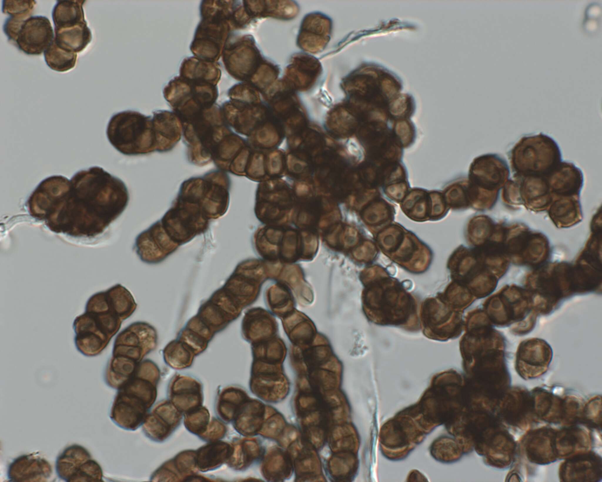 Plancia ëd Trimmatostroma salicis Corda 1837