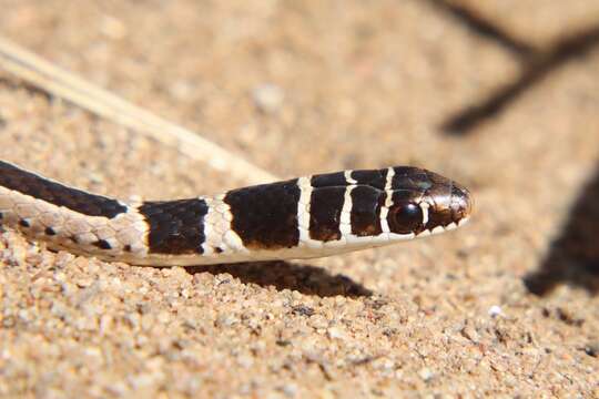 Image of Dwarf sand snake