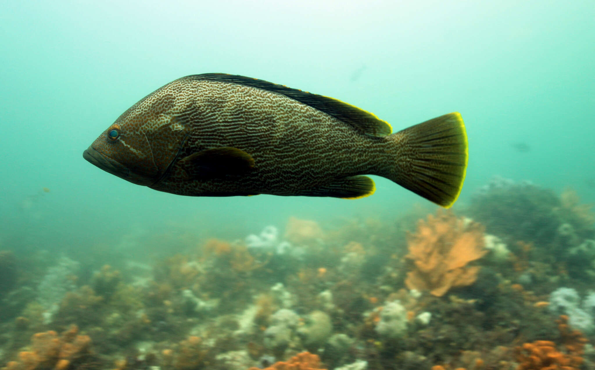 Epinephelus undulatostriatus (Peters 1866)的圖片