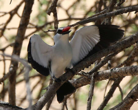 Image of Halcyon senegalensis cyanoleuca (Vieillot 1818)