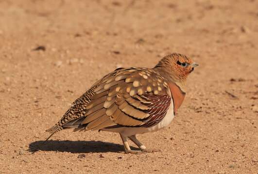 Image of Pin-tailed Sandgrouse