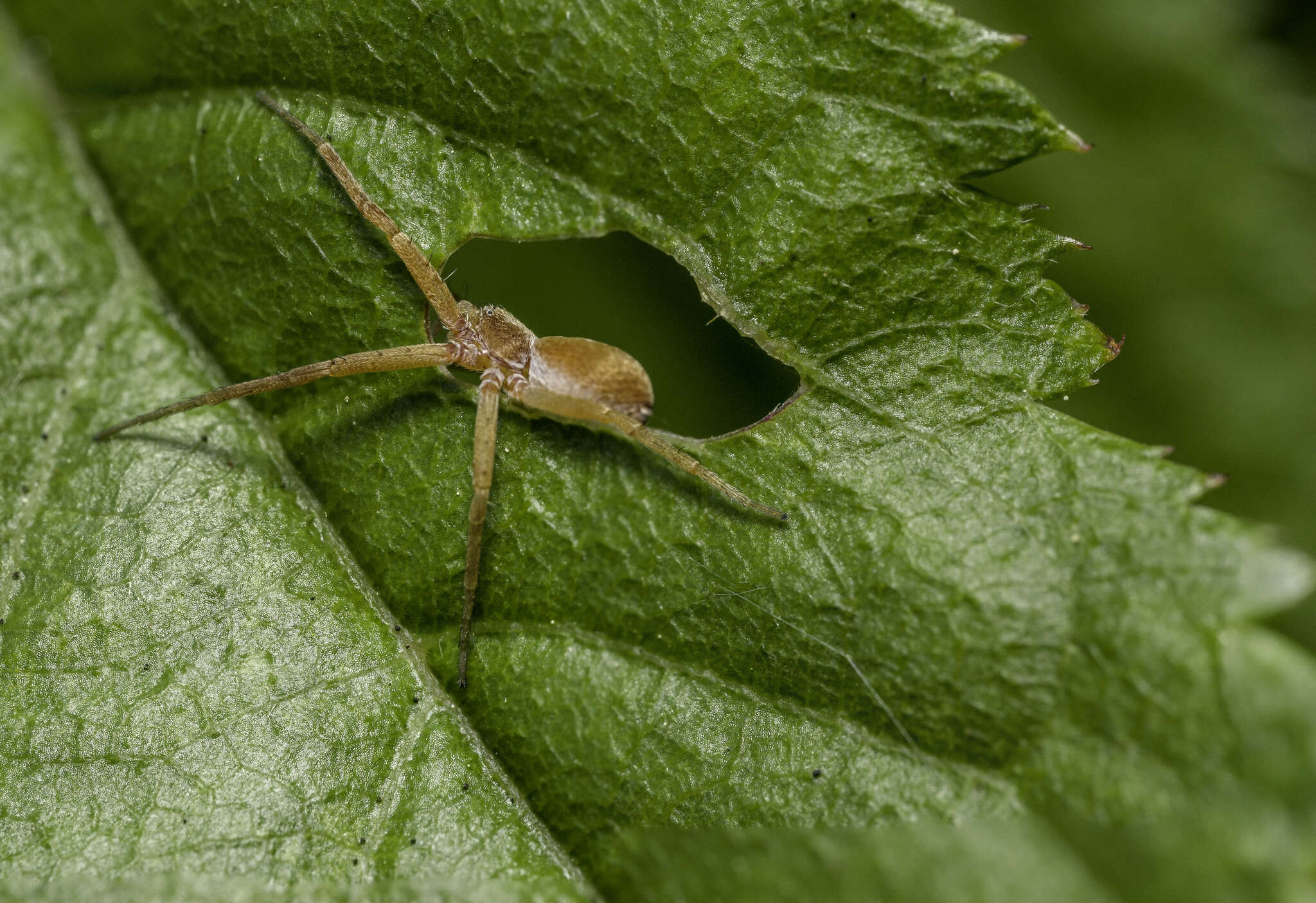 Image of Philodromus rufus pacificus Banks 1898