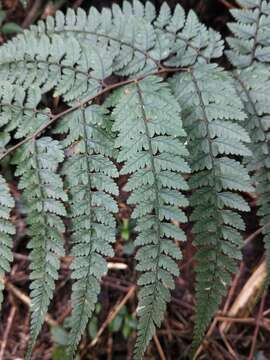 Image of Athyrium clivicola Tag.