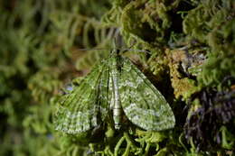 Image of kāmahi green spindle