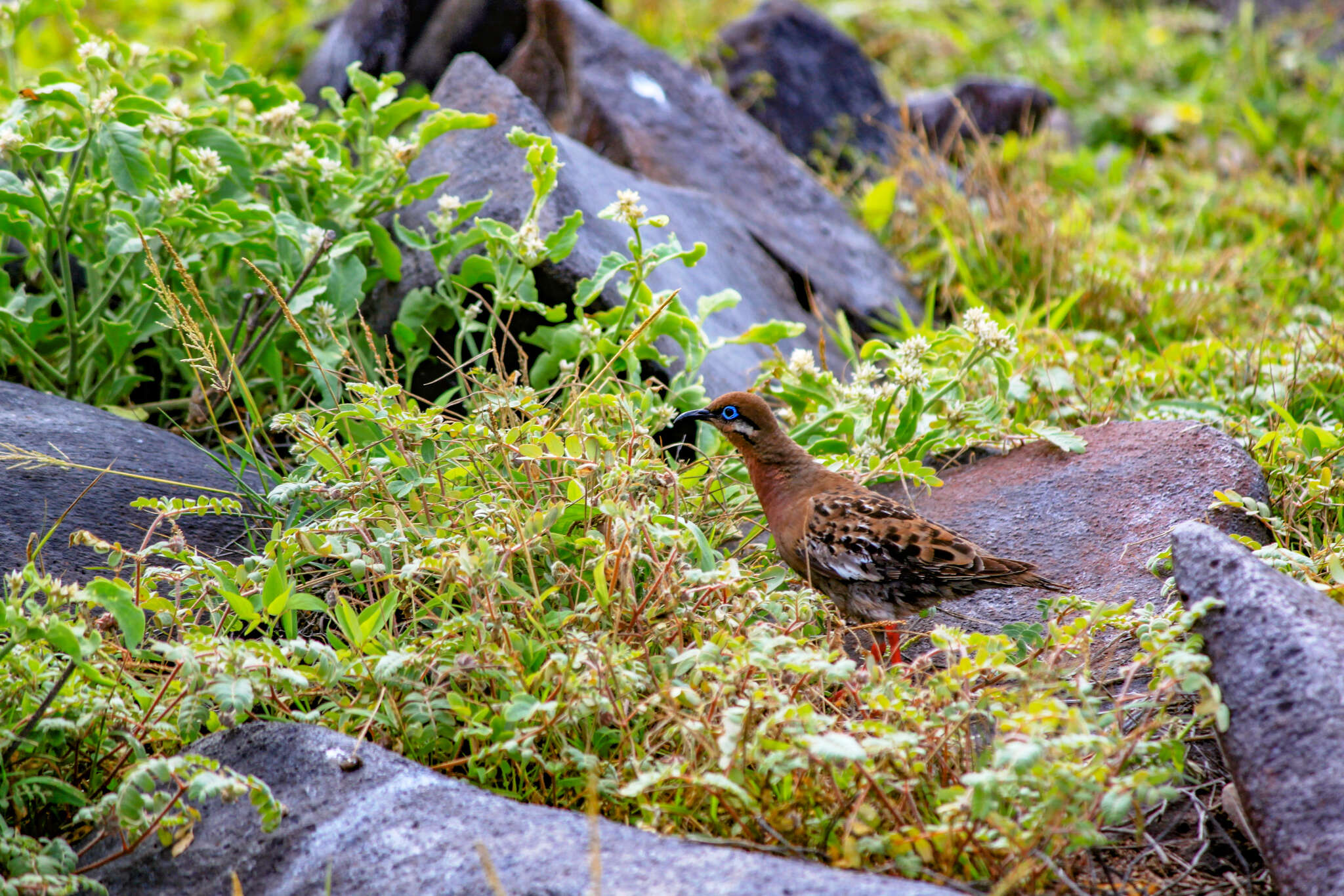 Imagem de Zenaida galapagoensis Gould 1841