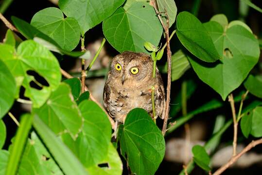 Image of Elegant Scops Owl