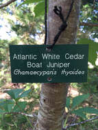 Image of Atlantic White Cedar