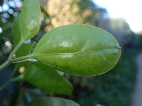 Imagem de Clematis paniculata J. F. Gmel.