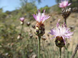 Centaurea carratracensis Lange的圖片