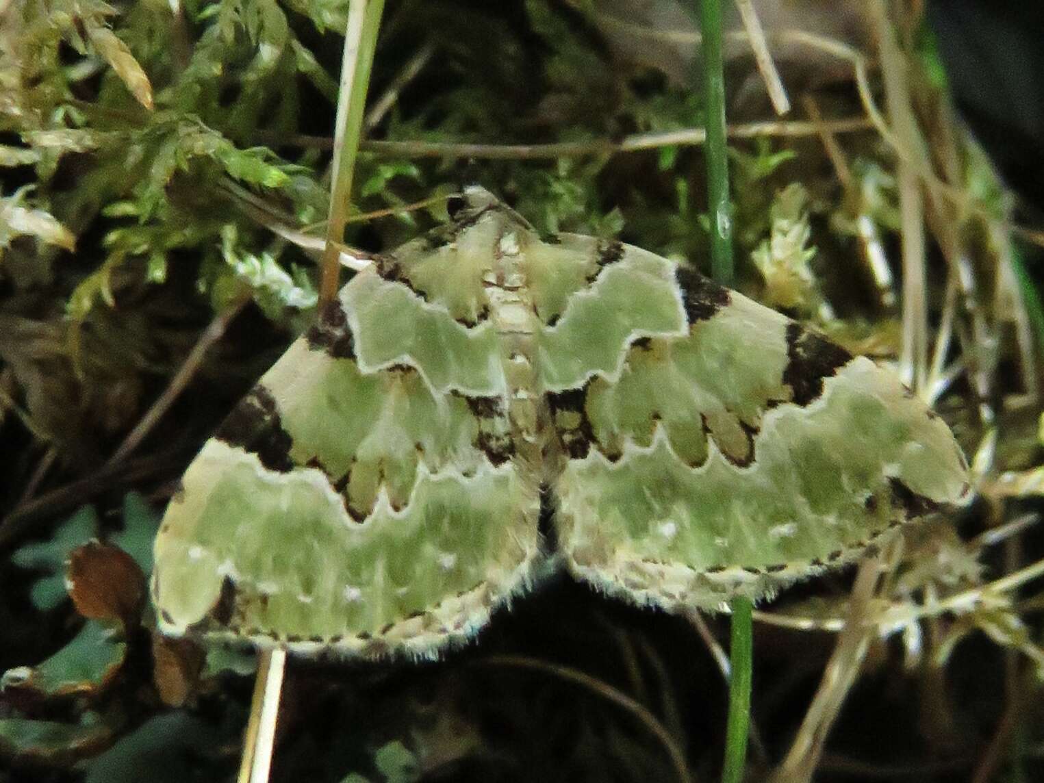 Image of green carpet