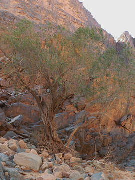 Image de Olea europaea subsp. laperrinei (Batt. & Trab.) Cif.