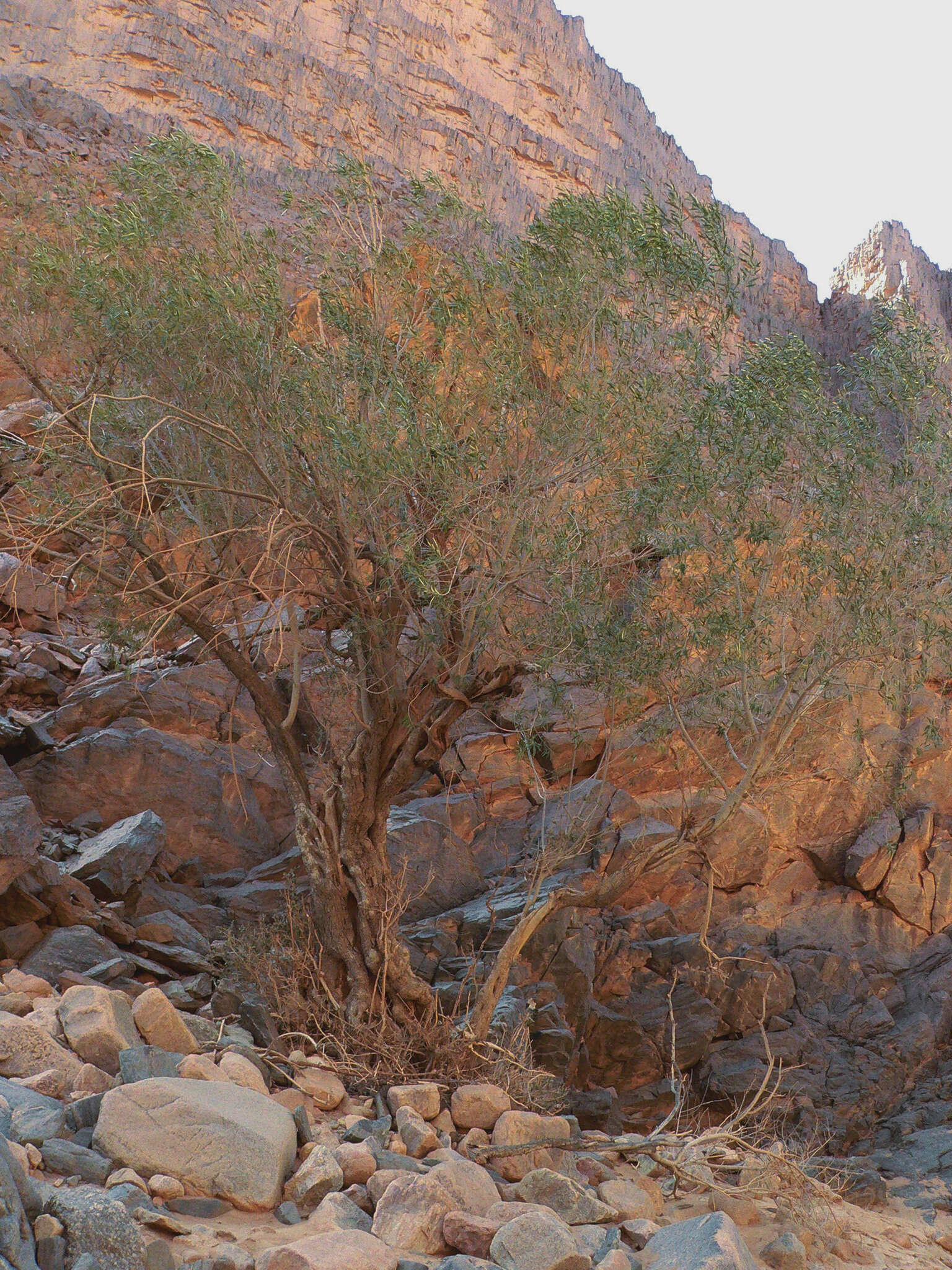 Image of Olea europaea subsp. laperrinei (Batt. & Trab.) Cif.