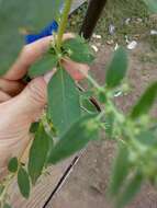 Image of Russian pigweed