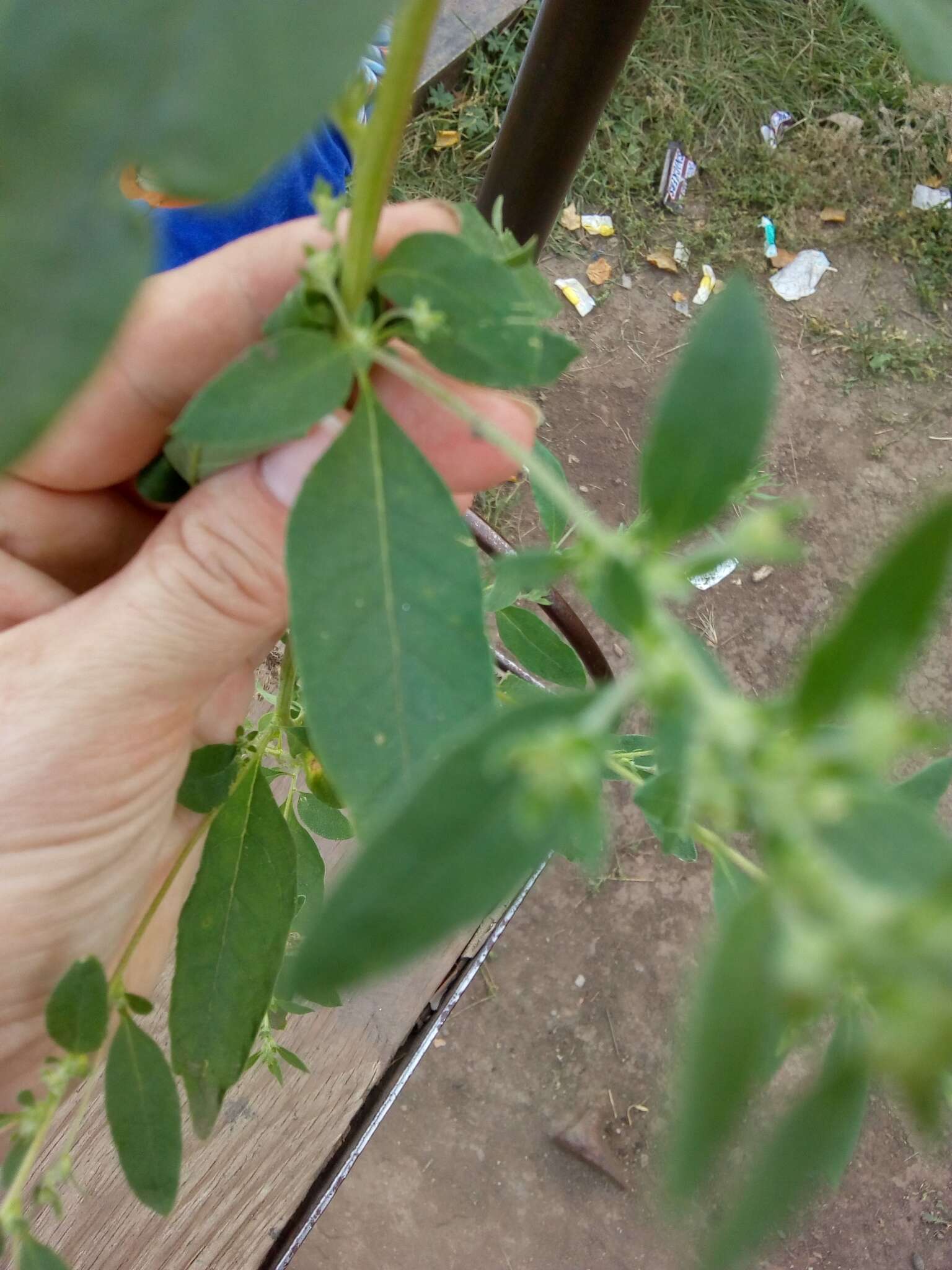 Image of Russian pigweed