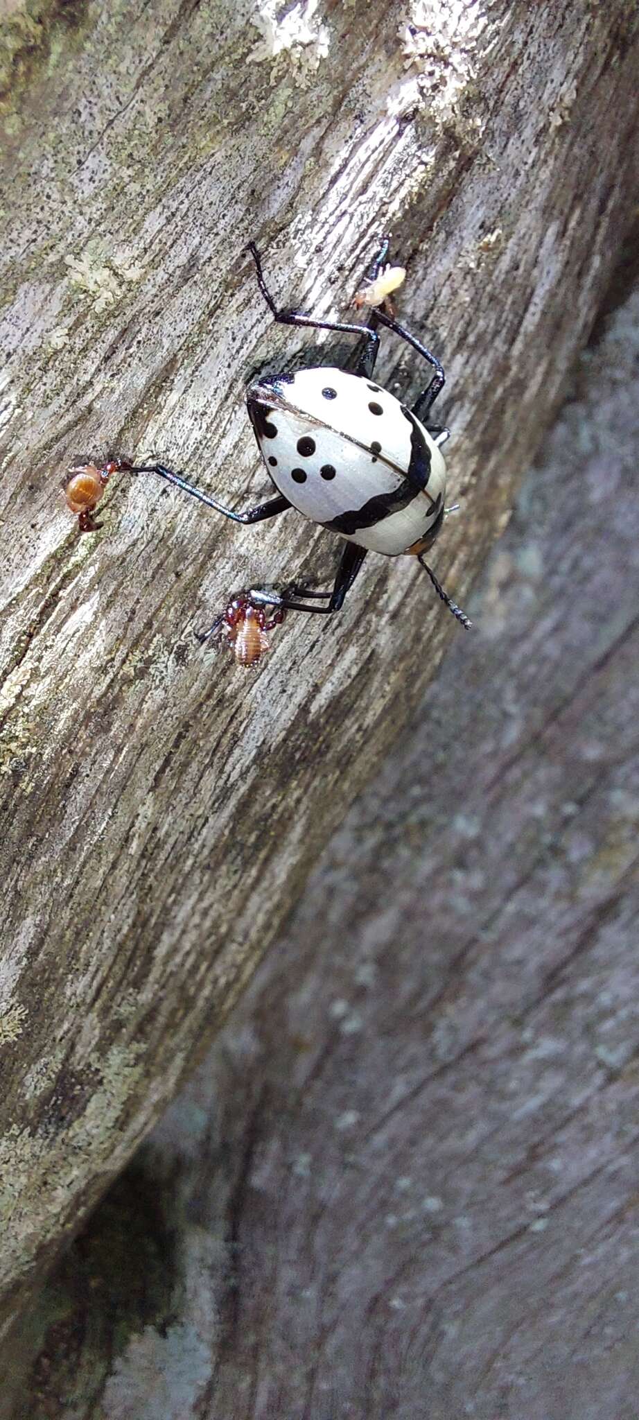 Слика од Cuphotes nigromaculatus (J. Thomson 1859)