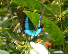 Image of Malabar Banded Peacock