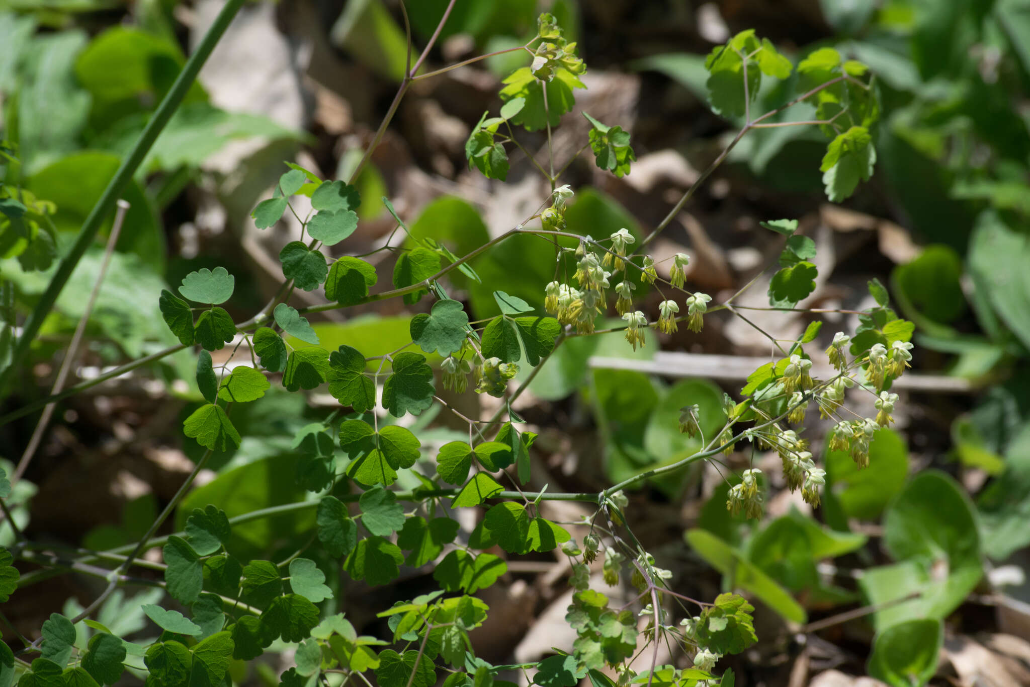 Image of early meadow-rue