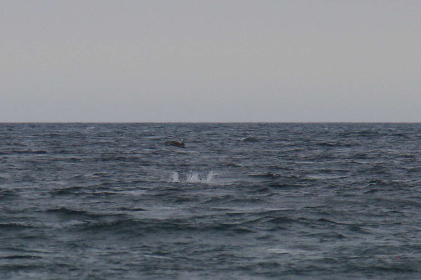 Image of Munk&#39;s devil ray