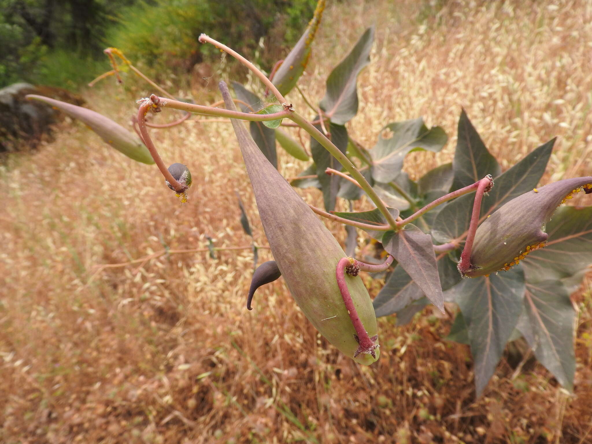 Imagem de Asclepias cordifolia (Benth.) Jepson