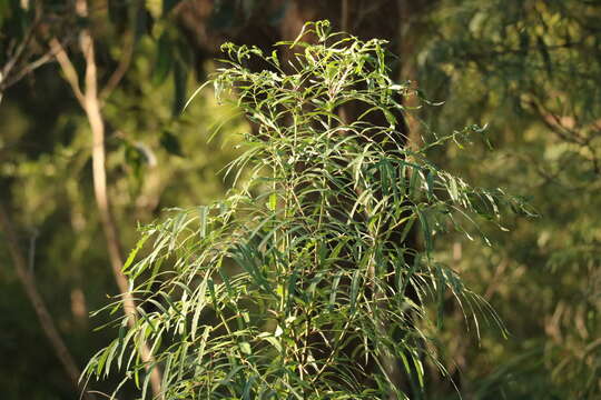 Polyscias sambucifolia (Sieber ex DC.) Harms resmi