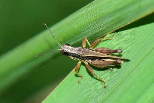 Orphulella concinnula (Walker & F. 1870) resmi