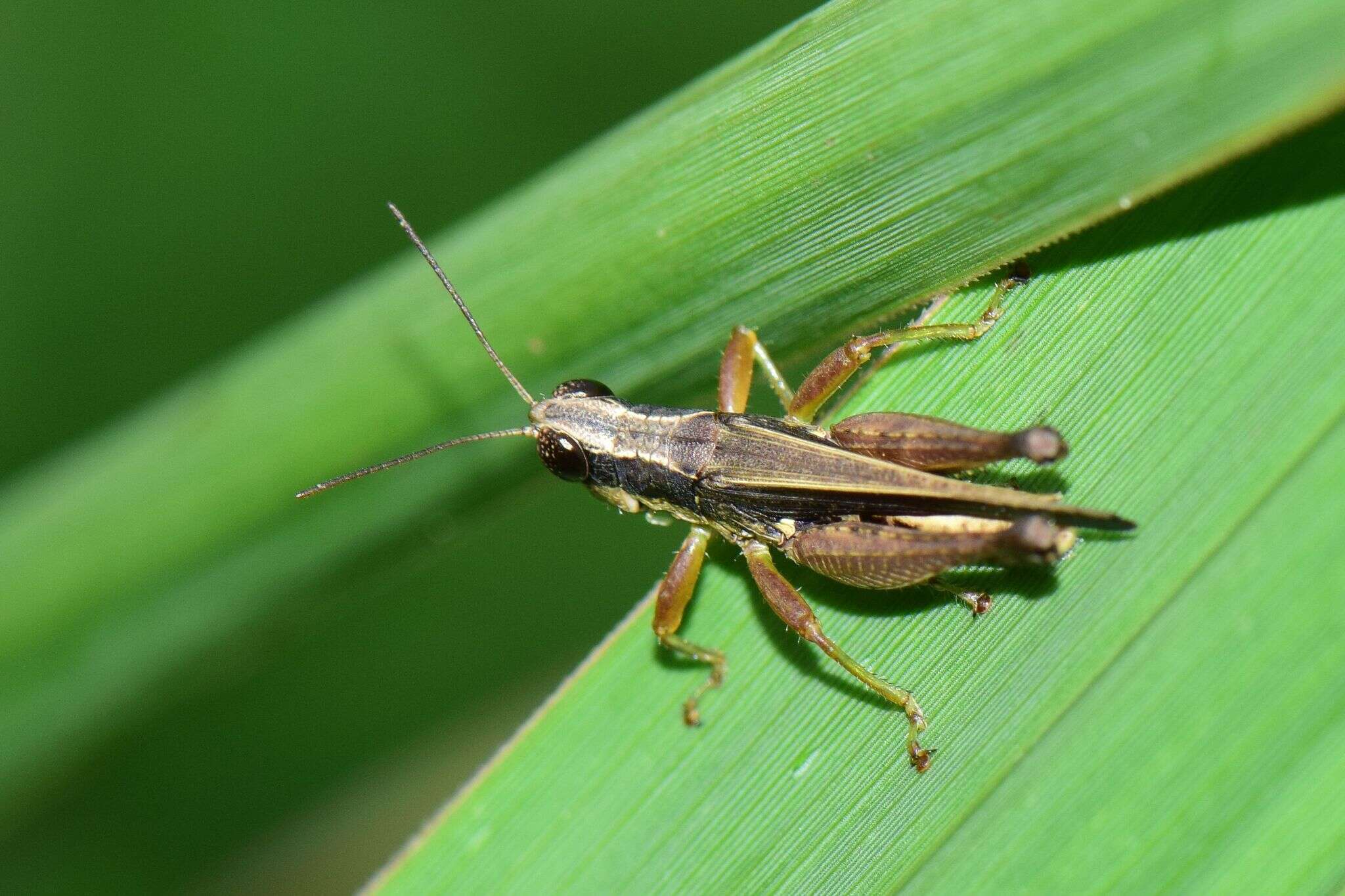 Orphulella concinnula (Walker & F. 1870) resmi