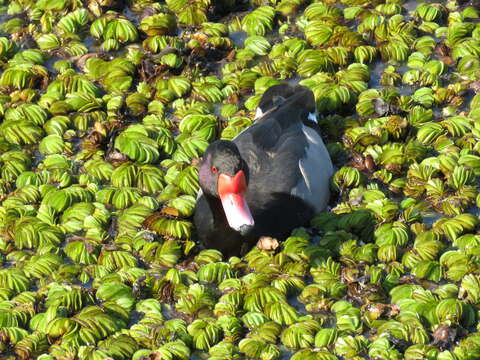 Image of Rosy-billed Pochard