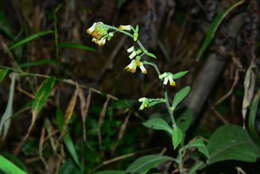 Image of Blumea formosana Kitam.