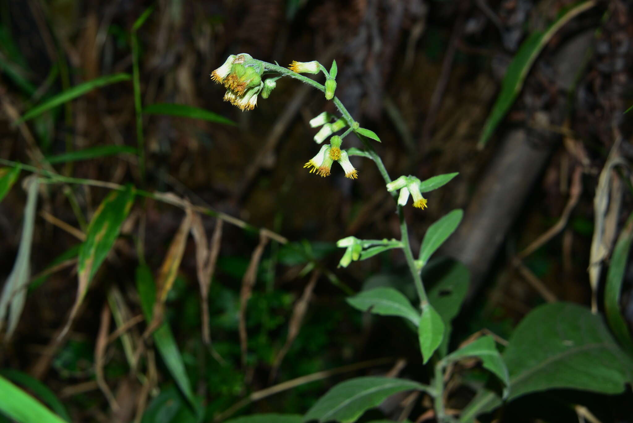 Image de Blumea formosana Kitam.