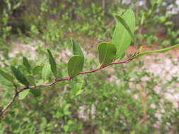 Imagem de Litsea aestivalis (L.) Fern.