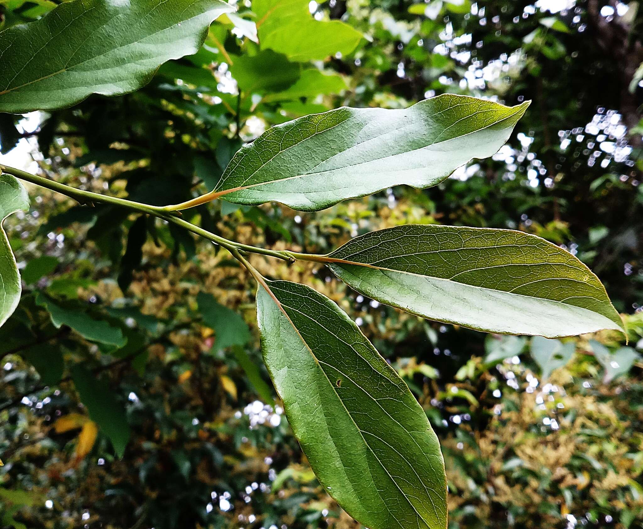 Image of Diospyros oldhamii Maxim.