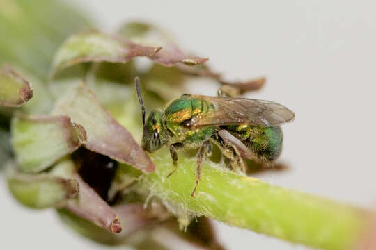 Image of Augochlorella aurata (Smith 1853)