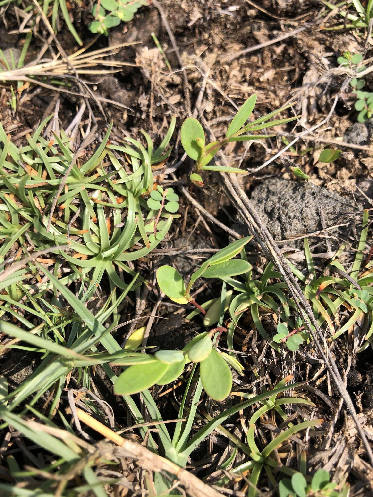 Image of Synostemon bacciformis (L.) G. L. Webster