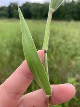 Plancia ëd Panicum scoparium Lam.