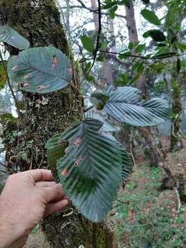 Image of Cercocarpus macrophyllus C. Schneid.