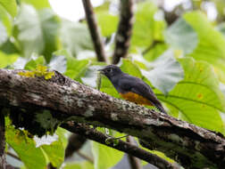 Слика од Trogon violaceus Gmelin & JF 1788