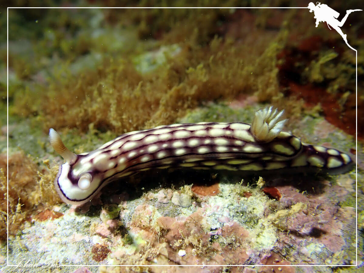 Image of Orange gilled purple lined white slug