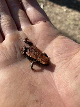 Image of Keferstein’s Toadlet