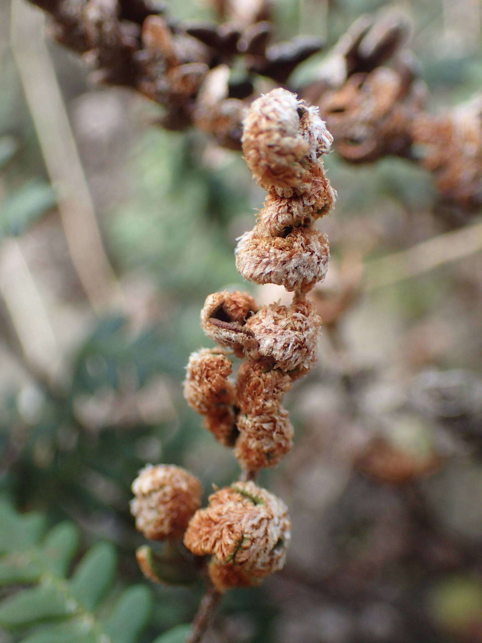 Image of Paragymnopteris marantae subsp. marantae