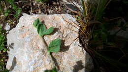 Image of Veronica cuneifolia D. Don