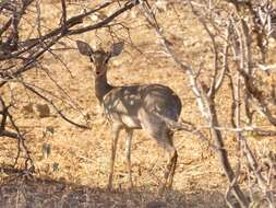 Image of Kirk's Dik-dik