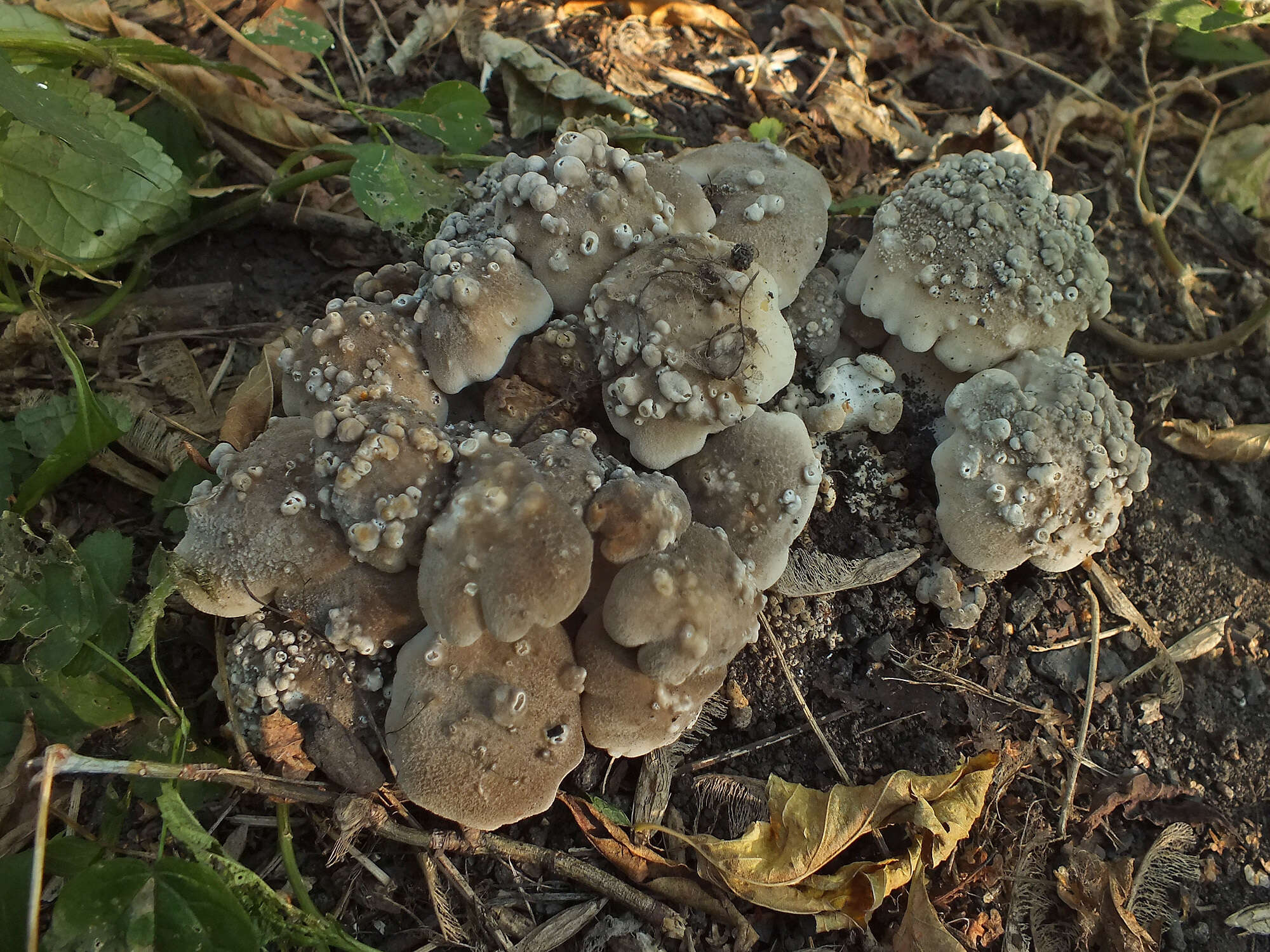 Image of Lyophyllum decastes (Fr.) Singer 1951