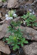 Image of Cleome chilensis DC.