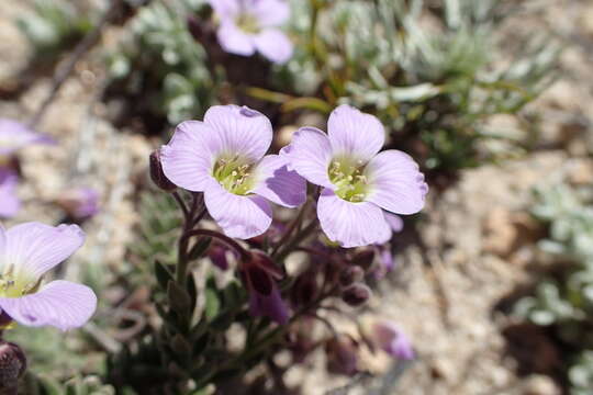 Слика од Heliophila nubigena Schltr.