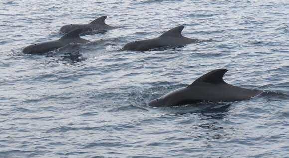 Image of Atlantic Pilot Whale