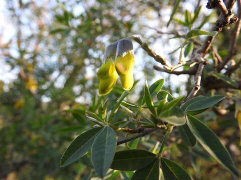 Image of Anagyris foetida L.