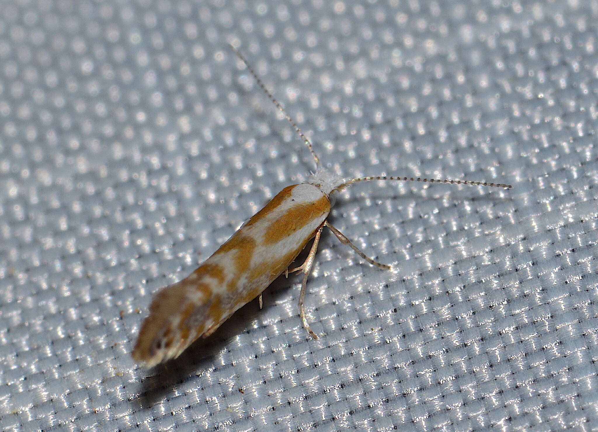 Image of Argyresthia canadensis Freeman 1972