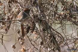 Image of Sooty-fronted Spinetail