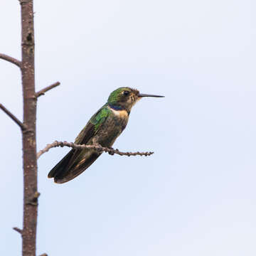 Image of Hyacinth Visorbearer