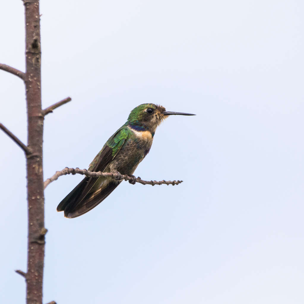 Augastes scutatus (Temminck 1824) resmi